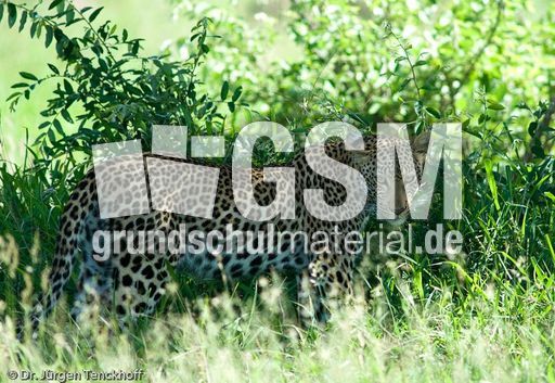 leopard (35 von 60).jpg